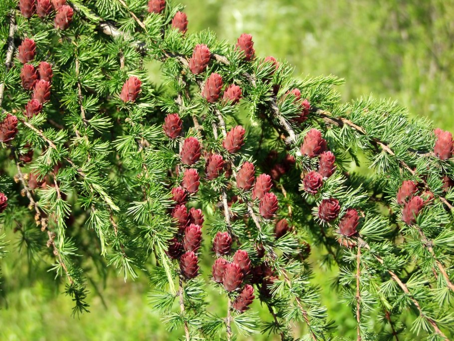 Лиственница Сибирская Larix sibirica