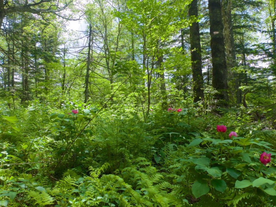 Кедрово-широколиственный лес