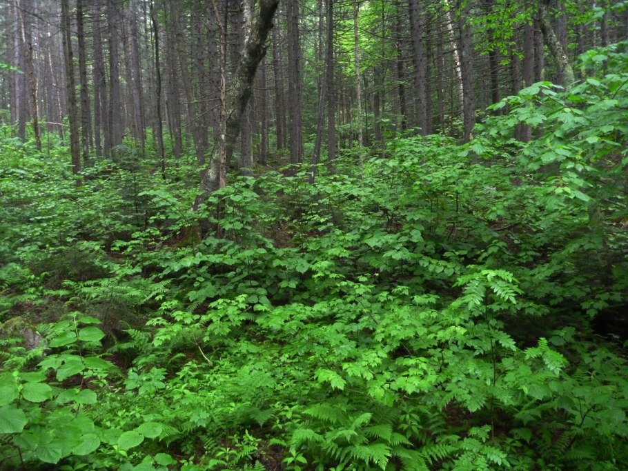 Флора Уссурийской тайги