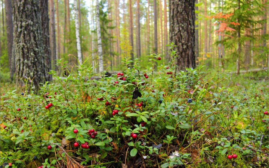 Сосняк брусничник