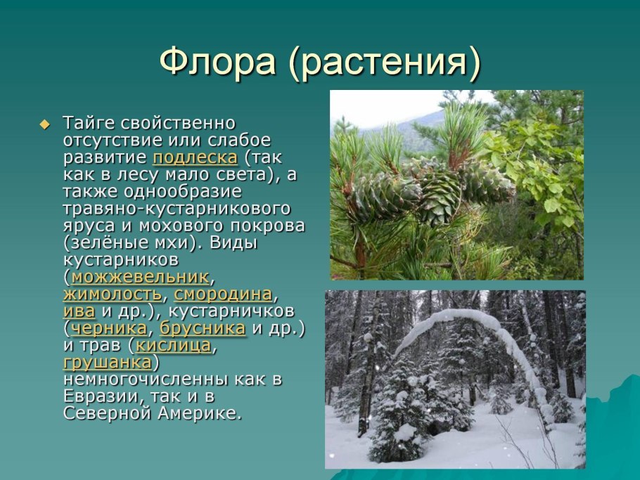 Тайга Флора растения