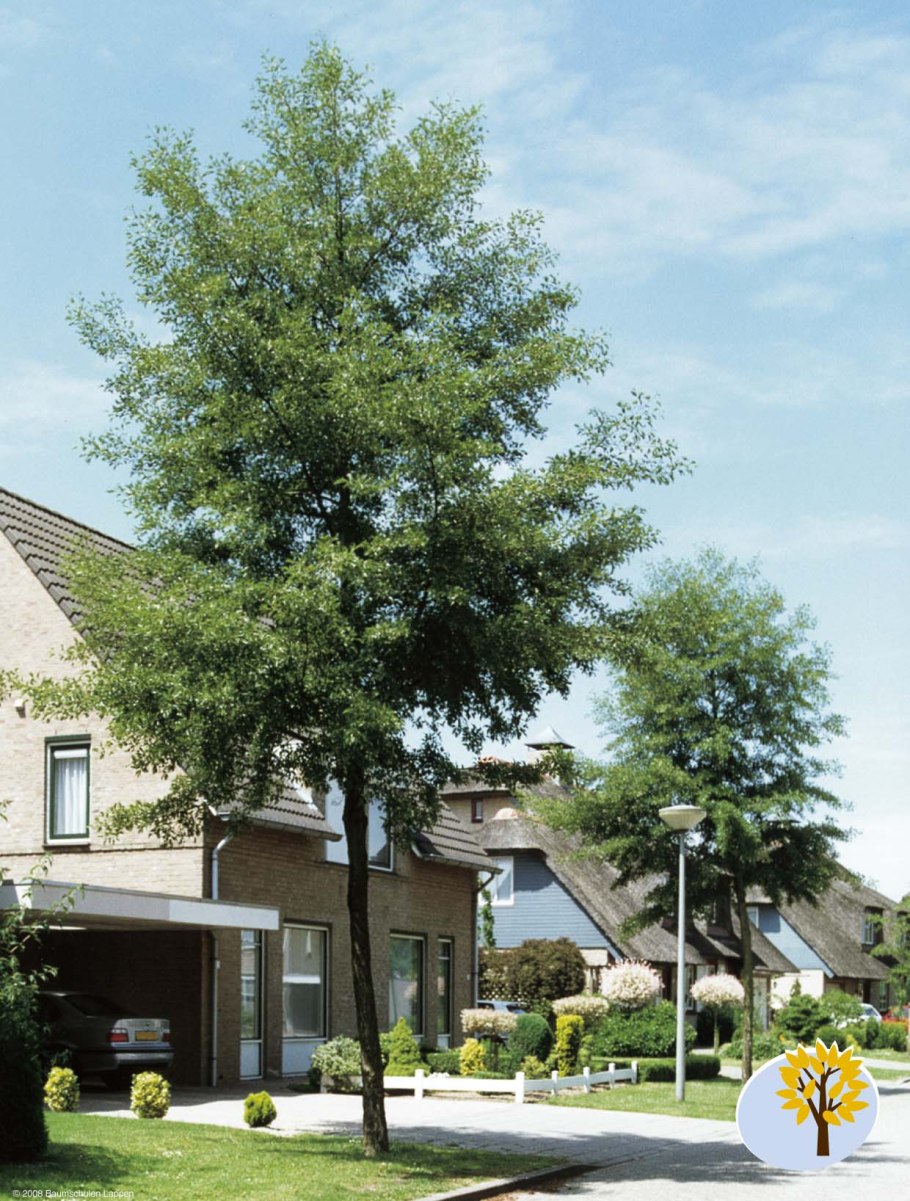 Alnus incana 'pendula'