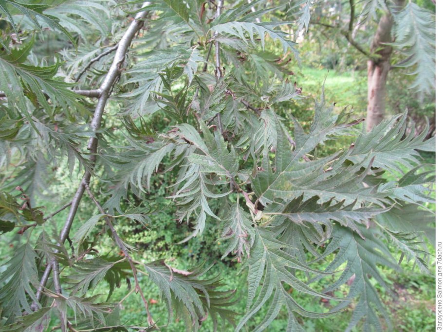 Ольха черная (Alnus glutinosa)