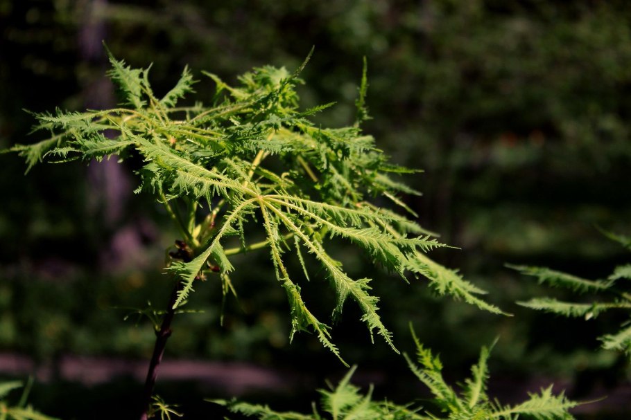Alnus glutinosa (ольха европейская)
