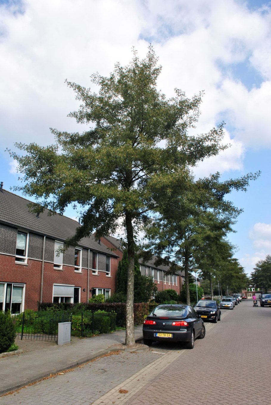 Alnus glutinosa (ольха чёрная) 'Imperialis'