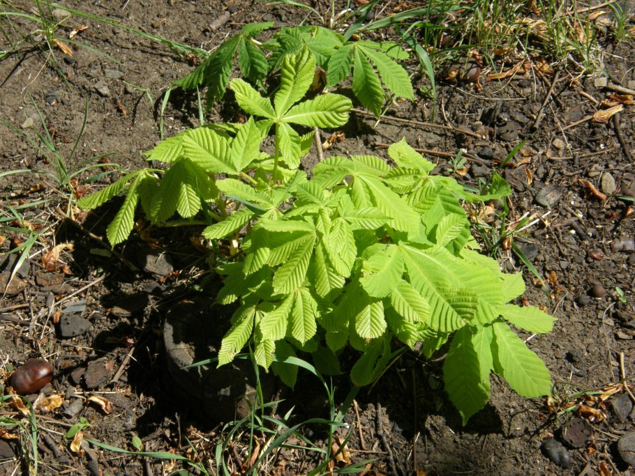 Каштан Лациниата