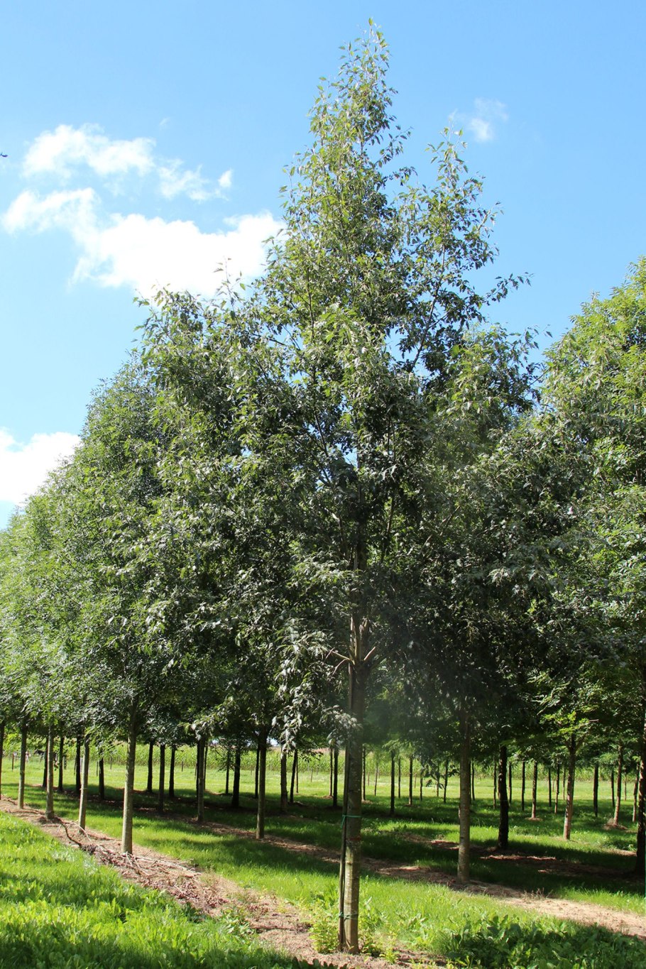 Pyramidalis – низкорослый дуб