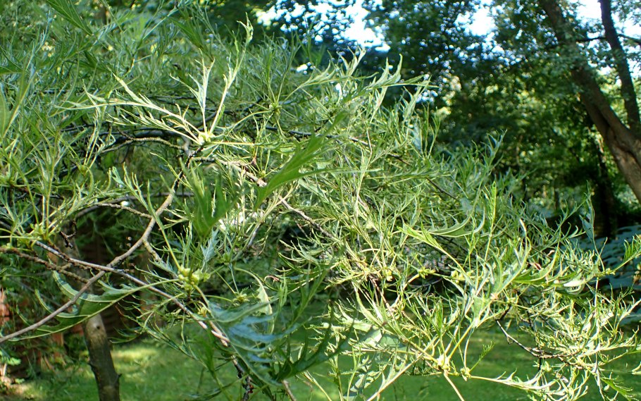 Береза далекарлийская Лациниата