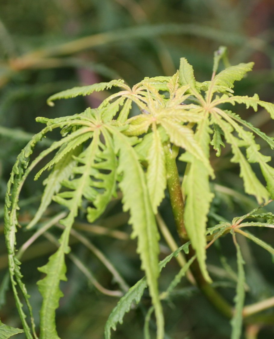 Ольха черная (Alnus glutinosa)