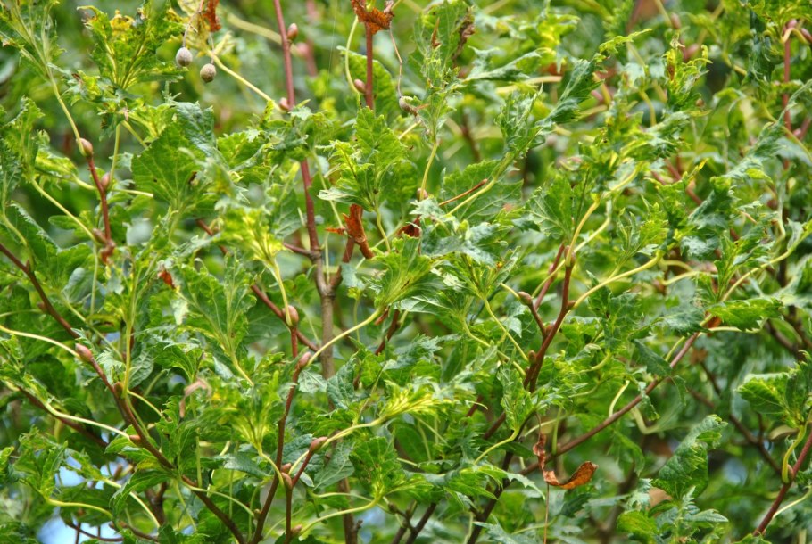 Ольха черная мягколиственная порода