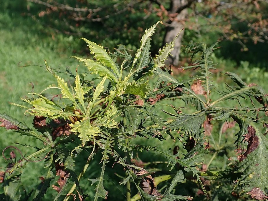 Ольха серая Ауреа