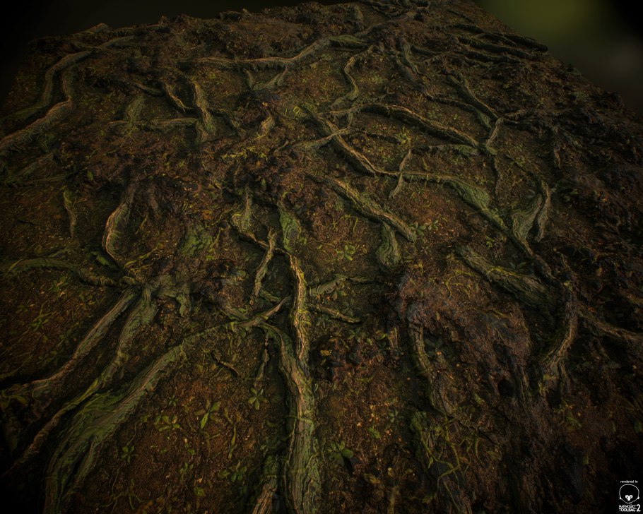 Корни дерева вид сверху