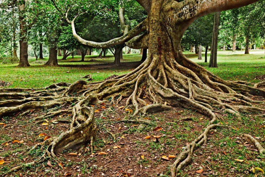 Массивное дерево с корнями