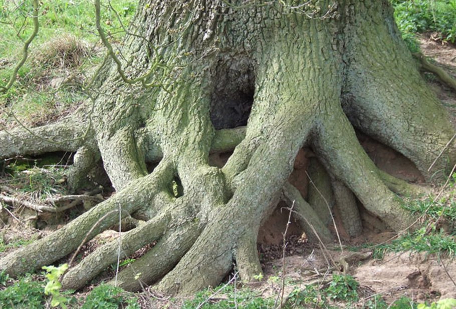 Корни дуба