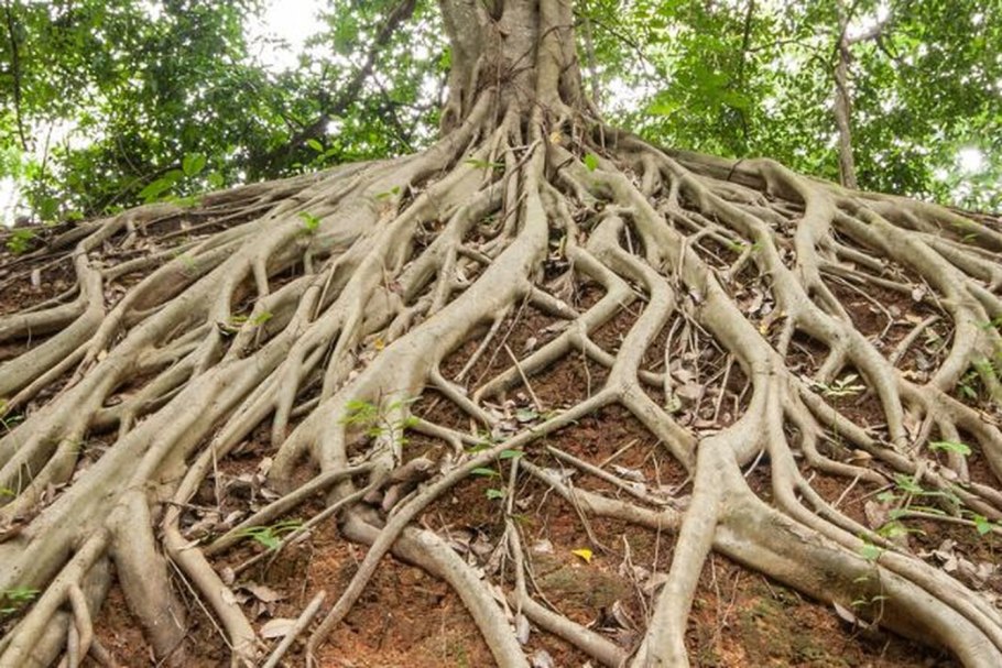 Земная корень