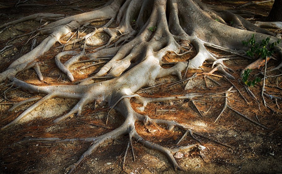 Корни дерева