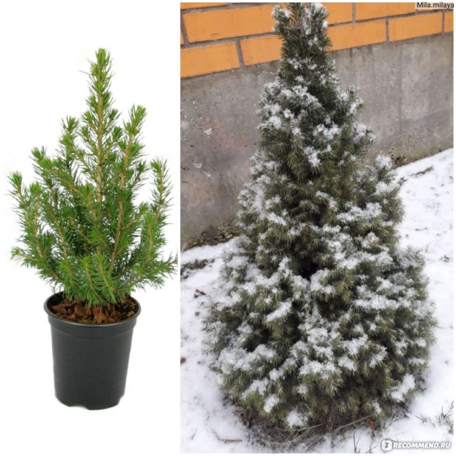 Посадка деревьев на участке