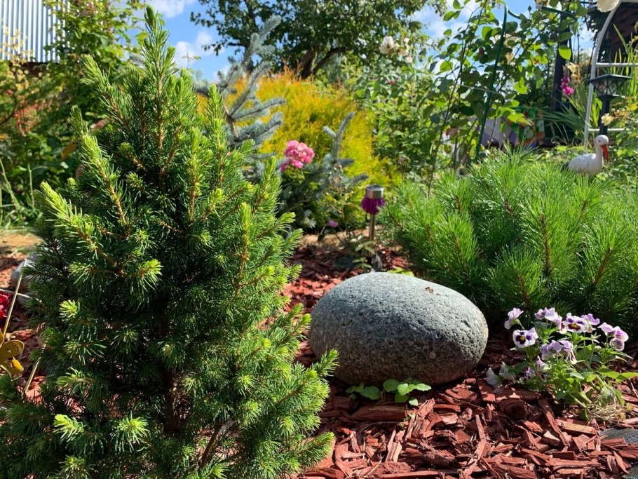 Picea glauca conica Gnom