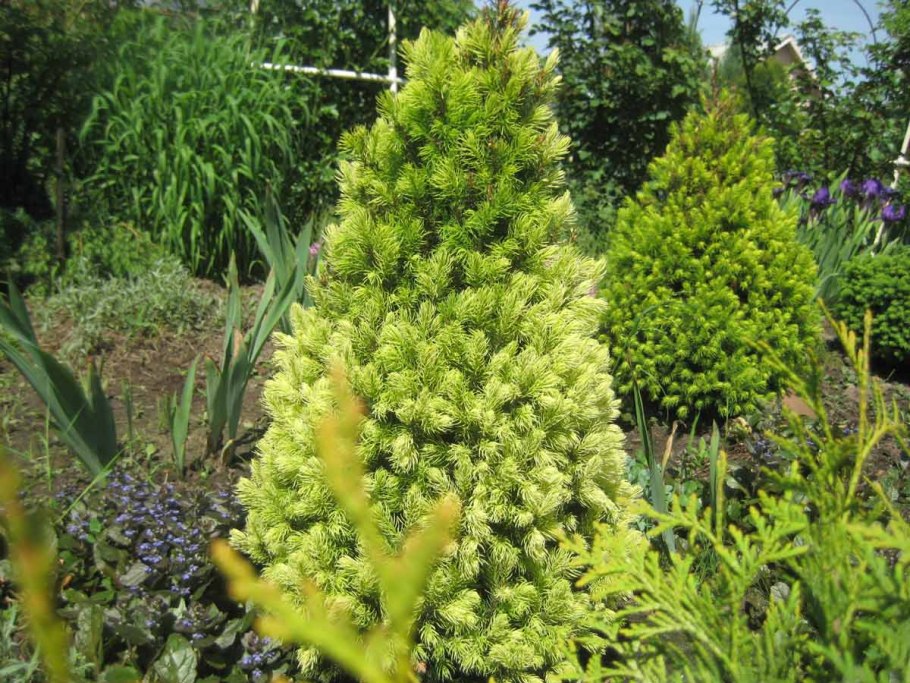 Ель Коника Новогодняя