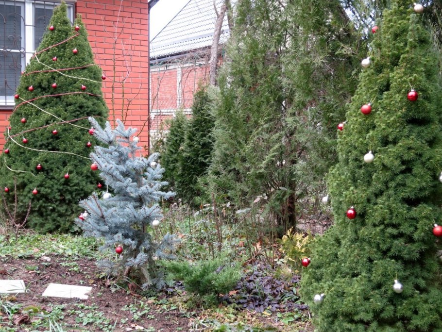 Можжевельник казацкий и Хоста