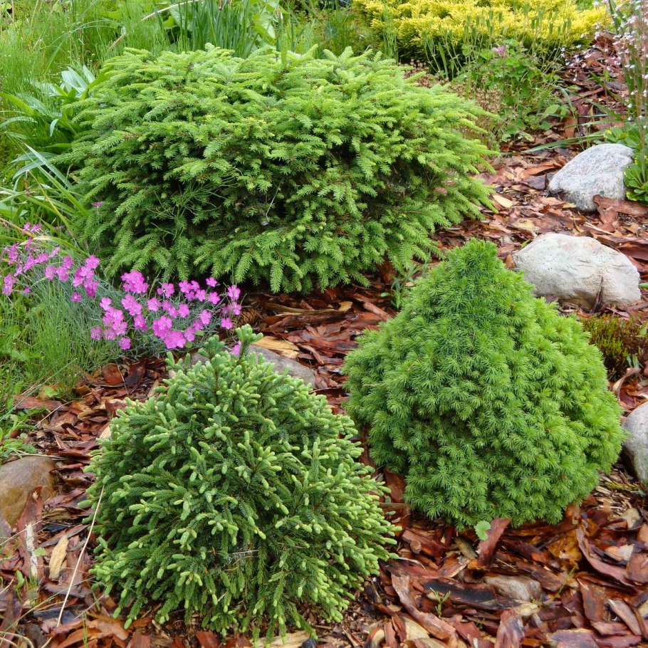 Глобоза Коника