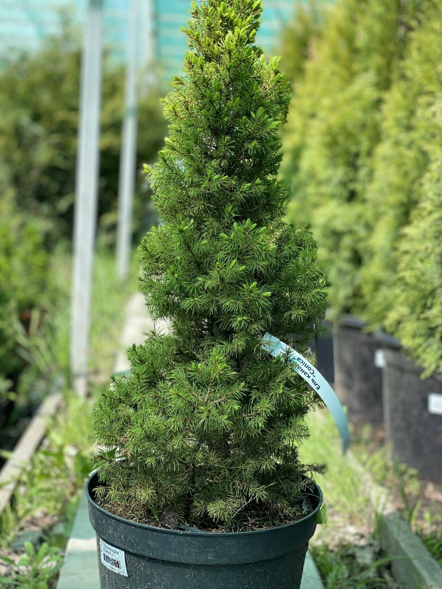 Ель канадская Коника клумба
