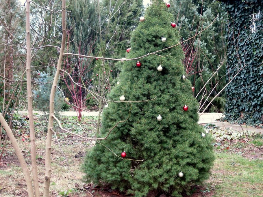 Канадская ель Коника зимой