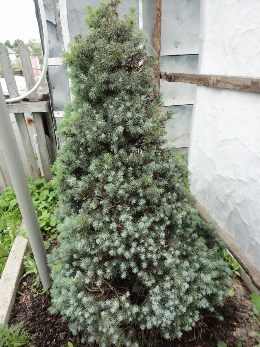 Ель канадская Коника на штамбе