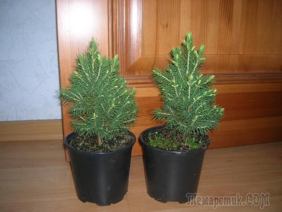 Ель Коника маленькая