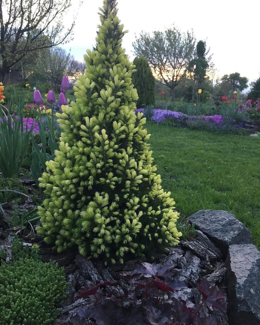 Ель Пицея Глаука Коника