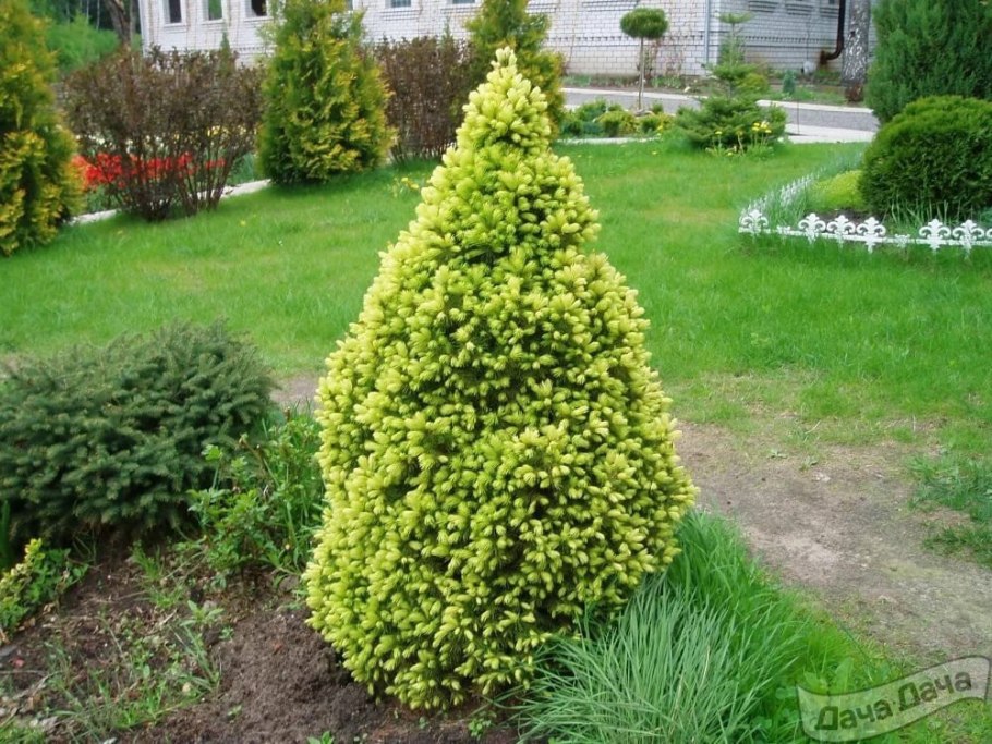 Елка туя пихта можжевельник