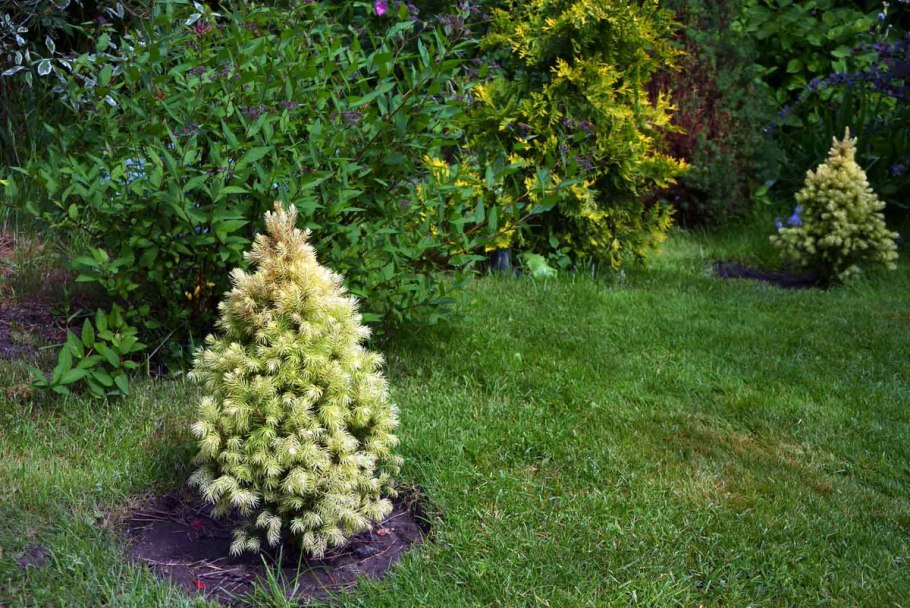 Ель канадская conica (Коника)