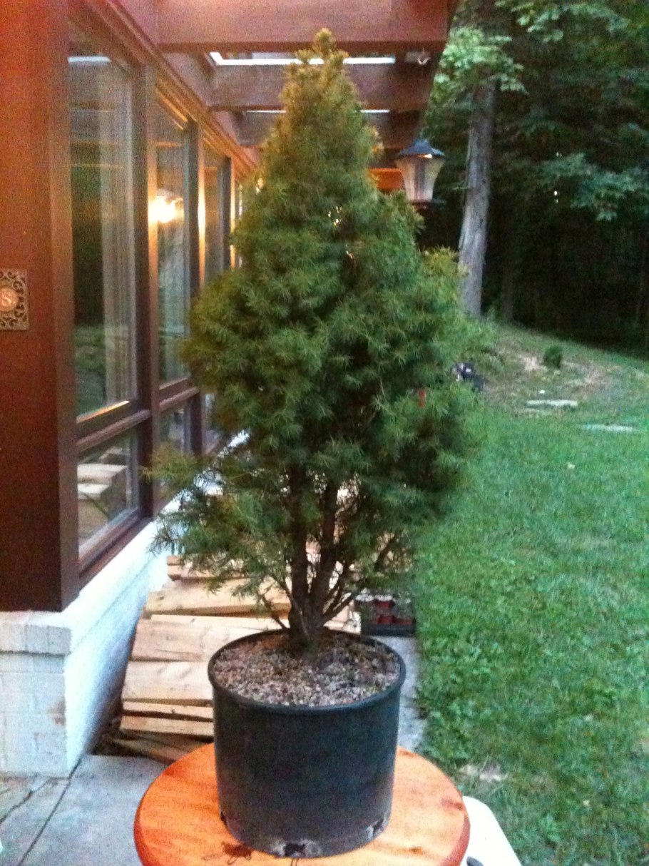 Ель Коника, можжевельник, спирея