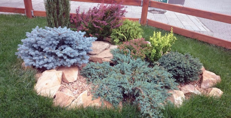 Balcony Conifers хвойник