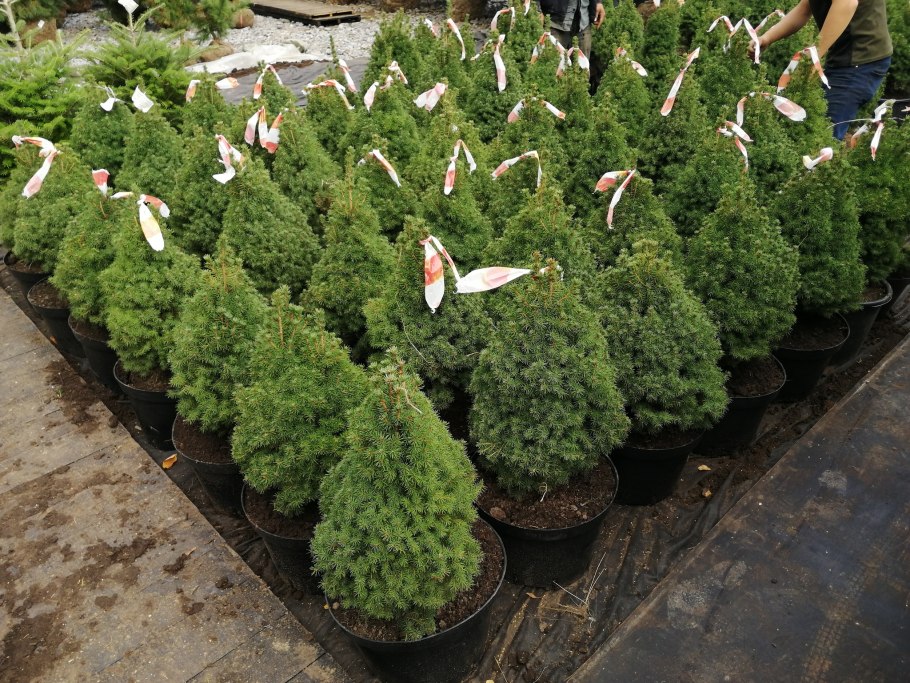 Ель канадская (сорт 'conica Maigold')