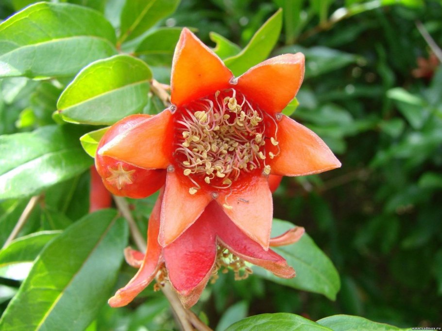 Цветы смоковницы инжира