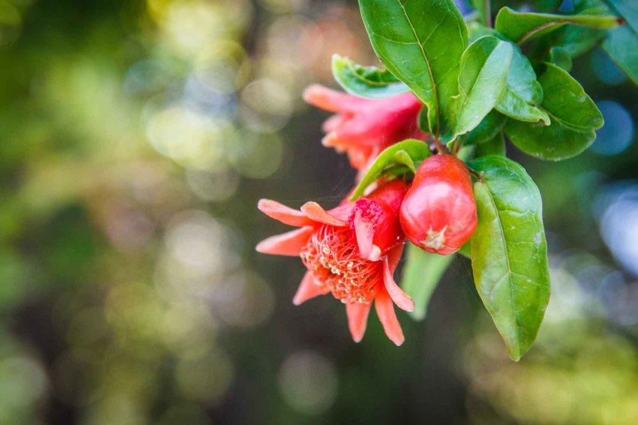 Гранат цветет