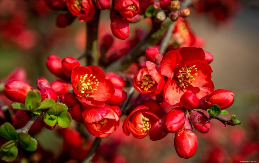 Айва цветет дерево