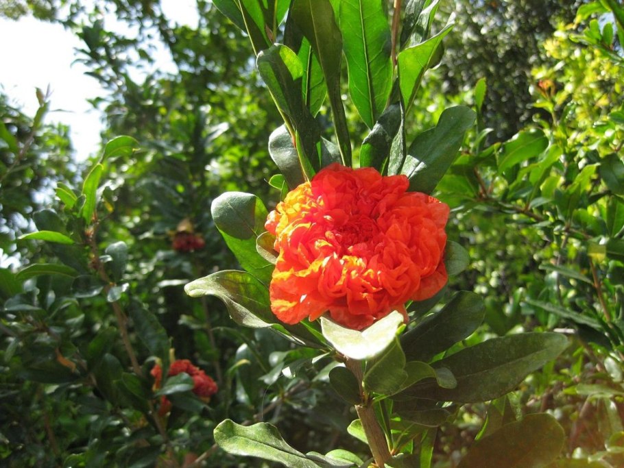 Гранат Родина растения