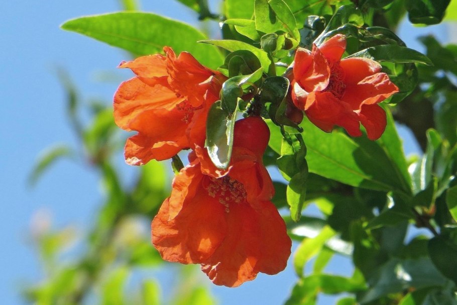 Гранат цветение