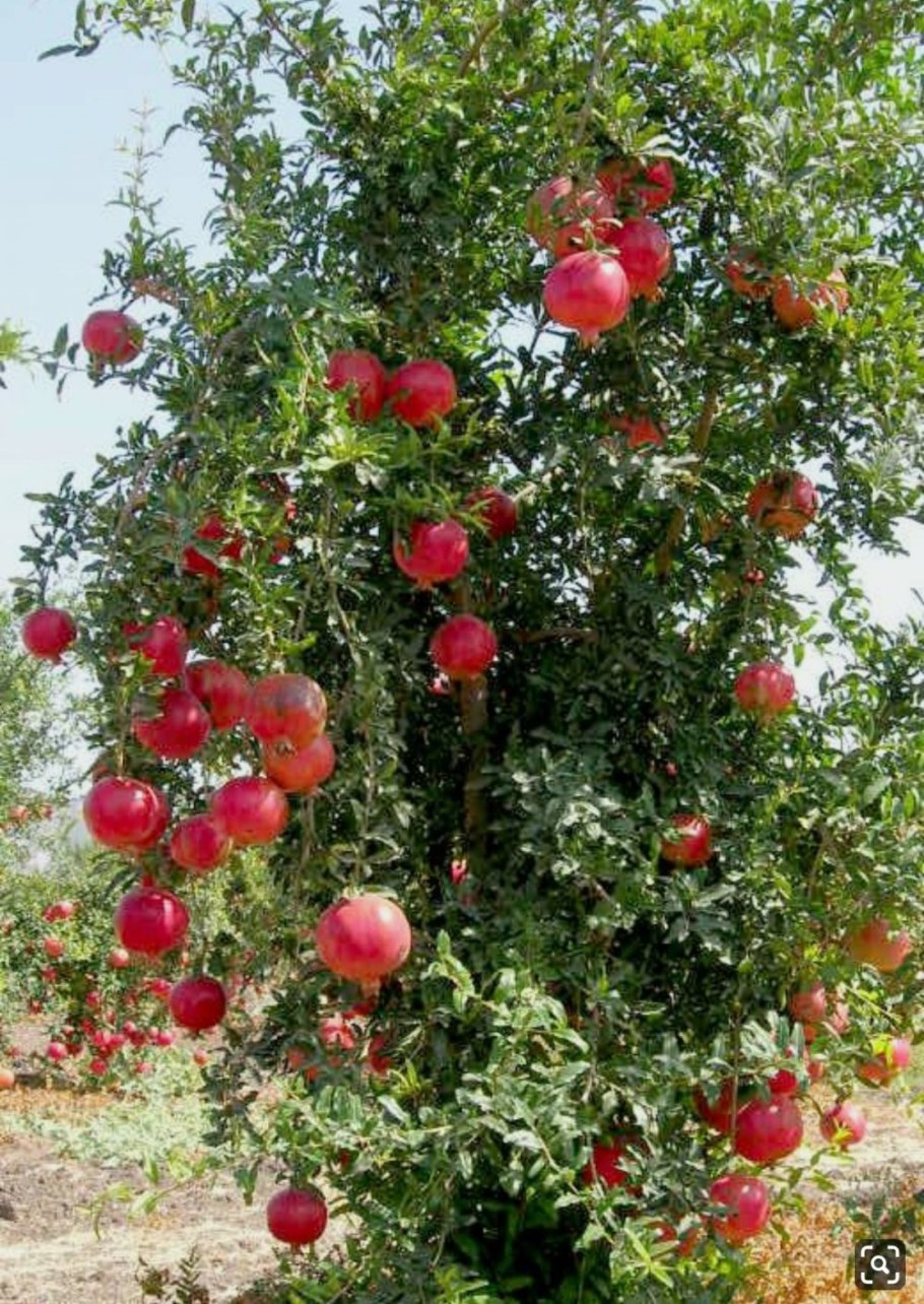 Гранатник декоративный кустарник