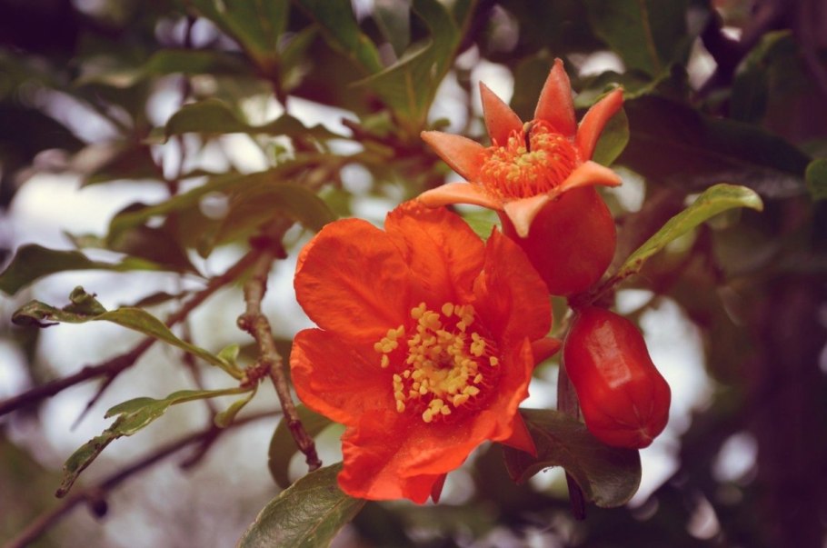 Гранатовое дерево цветет