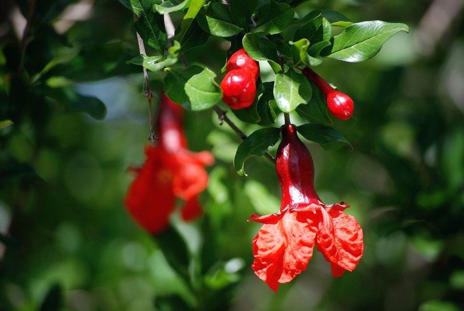 Гранатник (Гранатовое дерево) обыкновенный