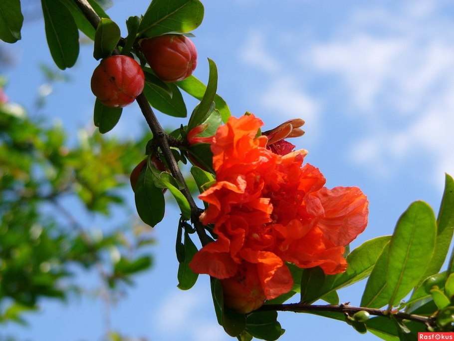 Гранатовое дерево цветет