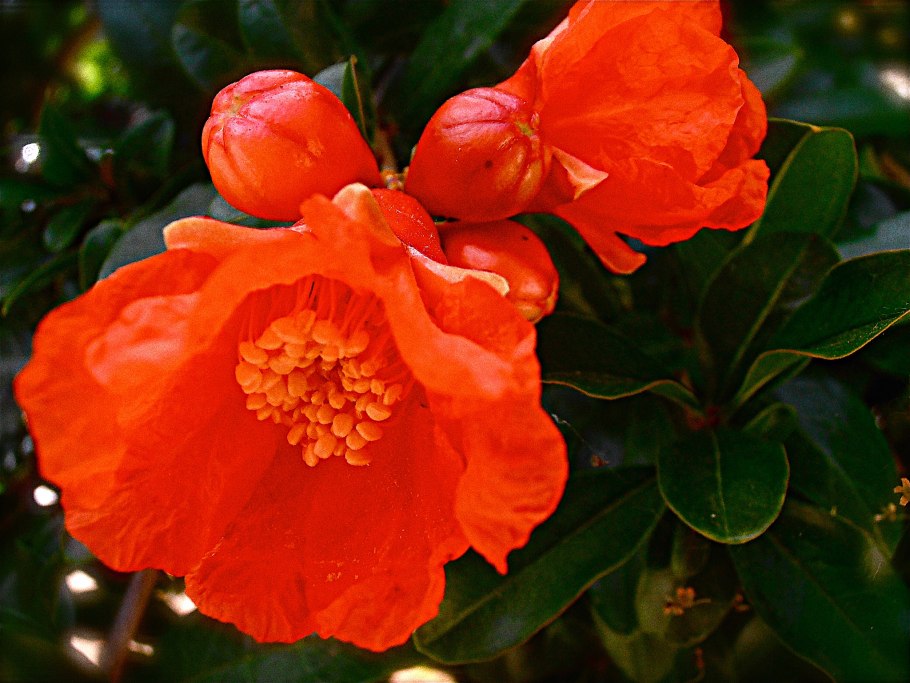 Ветка цветущего граната