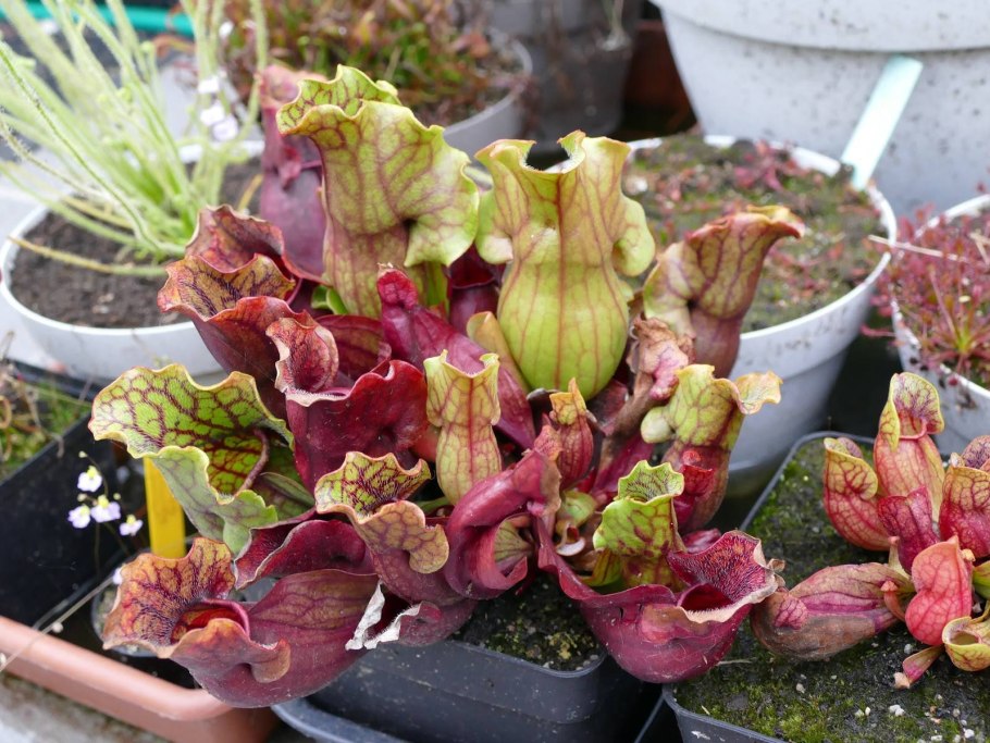 Саррацения (Sarracenia)