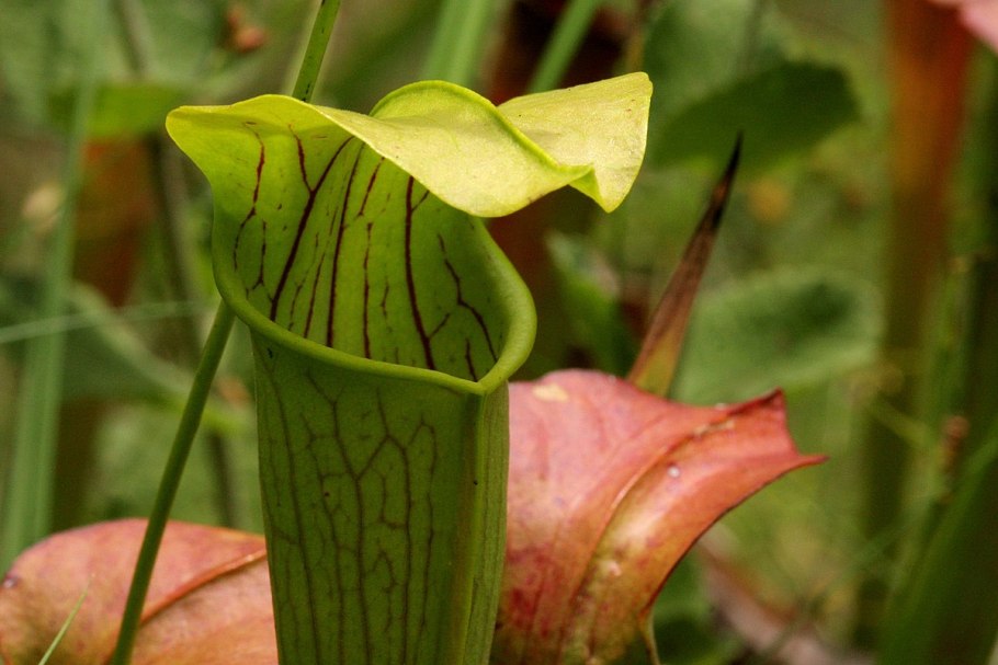 1. Саррацения (Sarracenia)