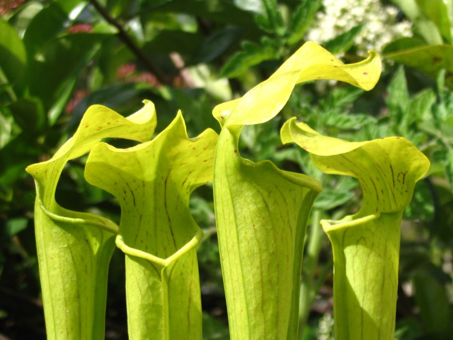 Саррацения (Sarracenia)