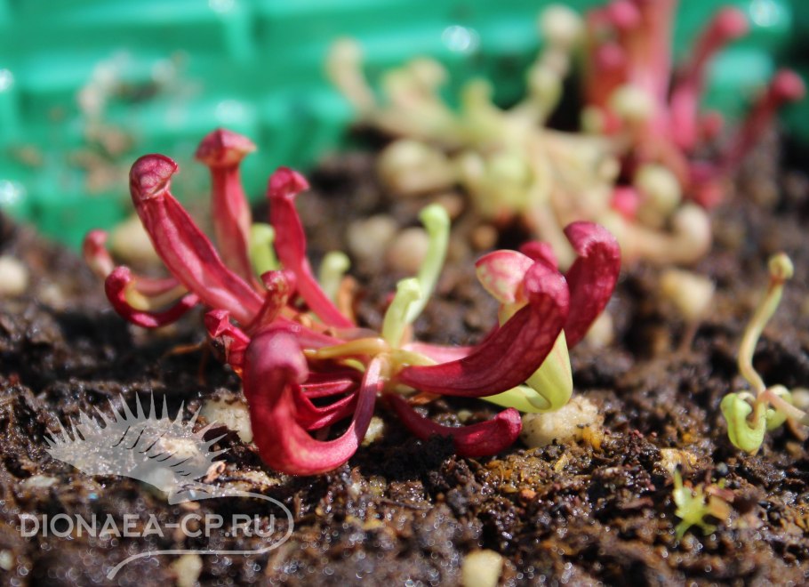 Саррацения пситтацина