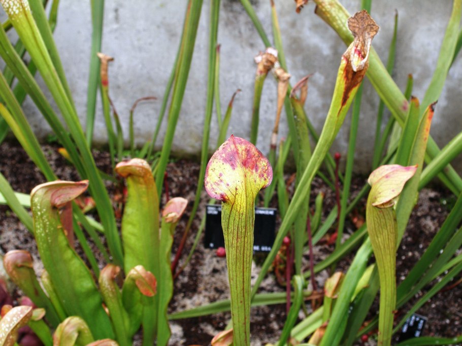 Pleurothallis Sarracenia